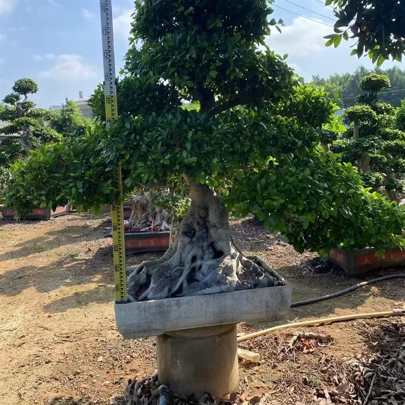 榕树盆景老桩精品造型小叶榕金钱榕别墅庭院室内外大型地栽绿植