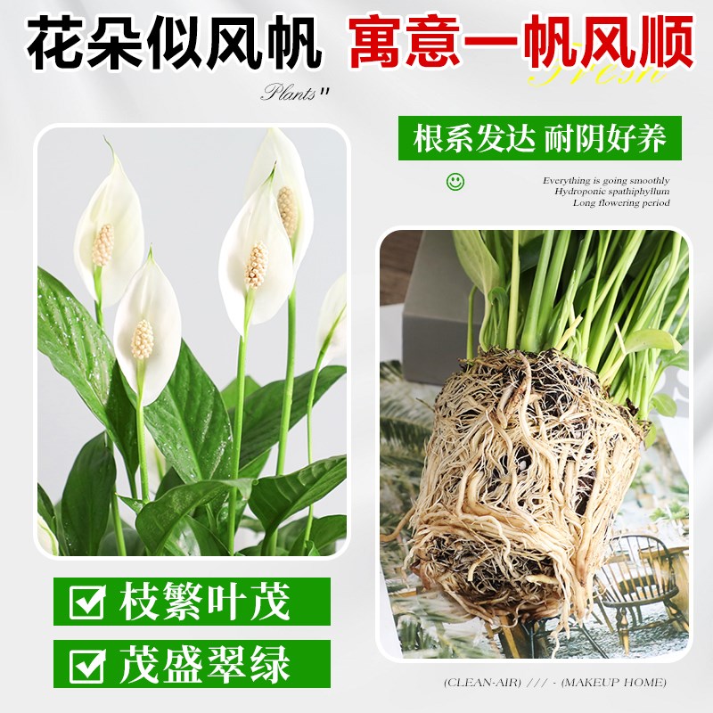 白掌一帆风顺盆栽室内绿植绿萝箩花卉水培植物四季易活吸甲醛好养
