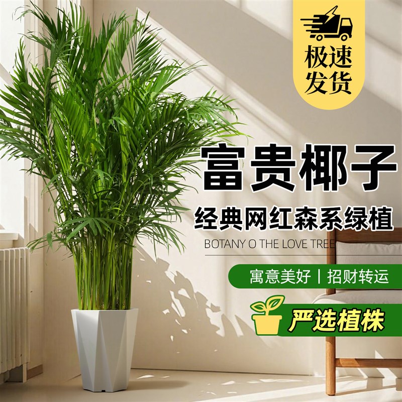ZB富贵椰子大号客厅高级感凤尾竹散尾葵办公室好养大型盆栽绿植