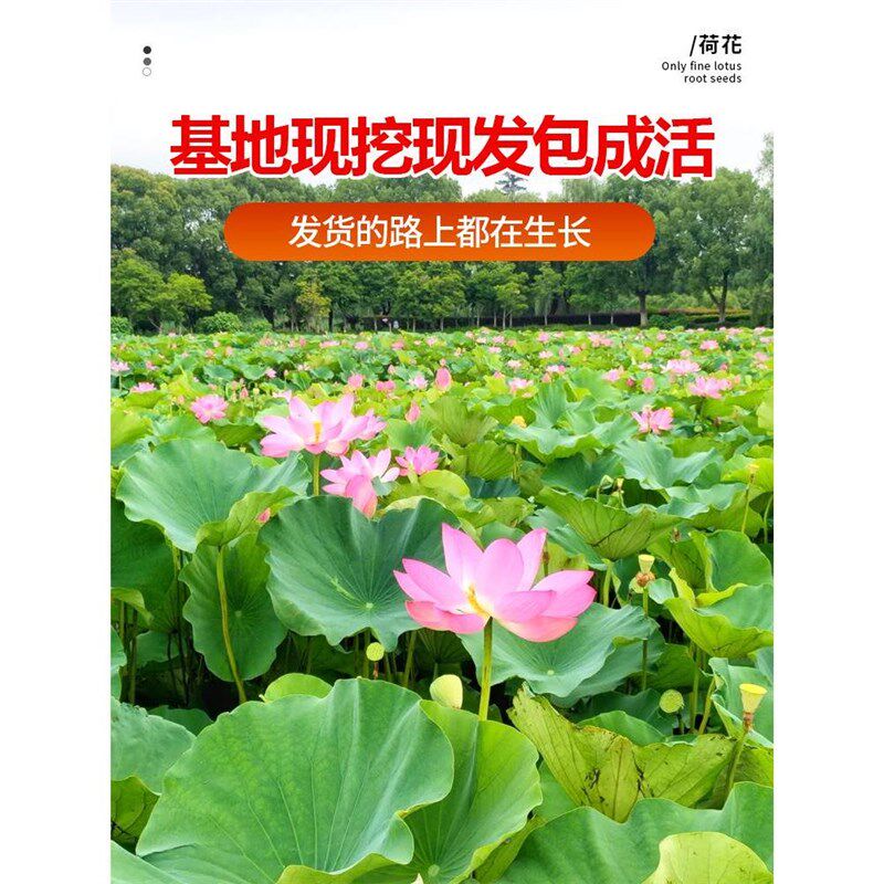 荷花盆栽水养莲藕种苗莲花大型缸养荷花苗睡莲水培植物碗莲种根苗