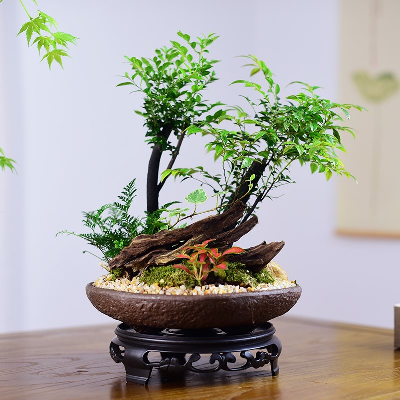 小叶紫檀盆栽黑骨茶办公室内桌面新中式盆景植物绿植四季好养送礼