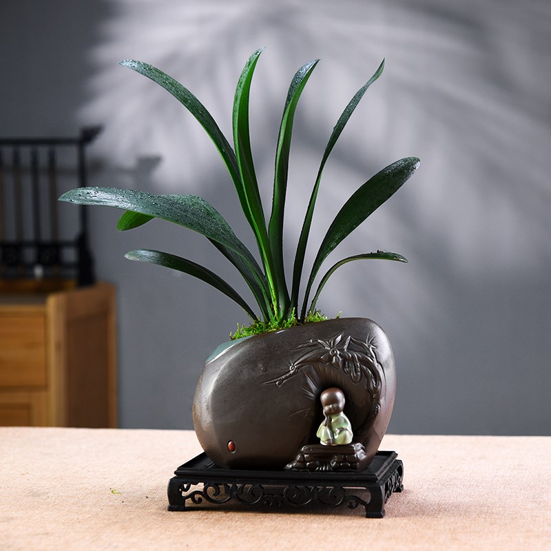 君子兰盆栽六月雪盆景室内植物办公客厅好养中式绿植摆件观赏送礼