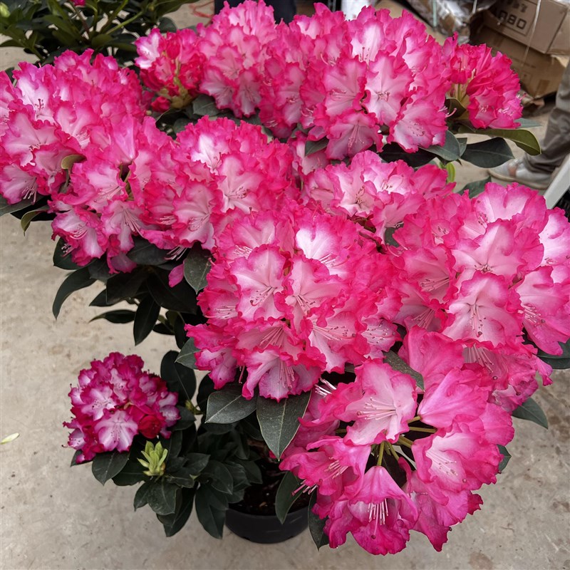 【B福利】 大叶高山杜鹃 木本花卉 耐寒耐热 庭院花园绿植盆栽