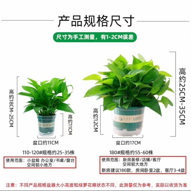 绿萝盆栽室内植物新房家用绿箩净化空气水培绿植花卉长藤垂吊好养