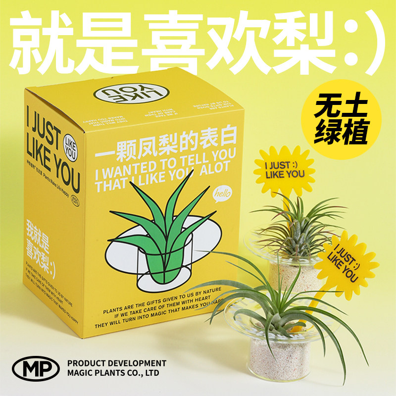 神奇植物空气凤梨无土绿植新手懒人植物室内桌面好养创意送人礼物