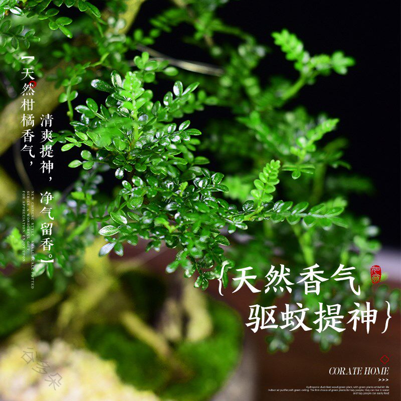 造型清香胡椒木盆景室内植物摆件中式茶室办公室阳台绿植送礼盆栽