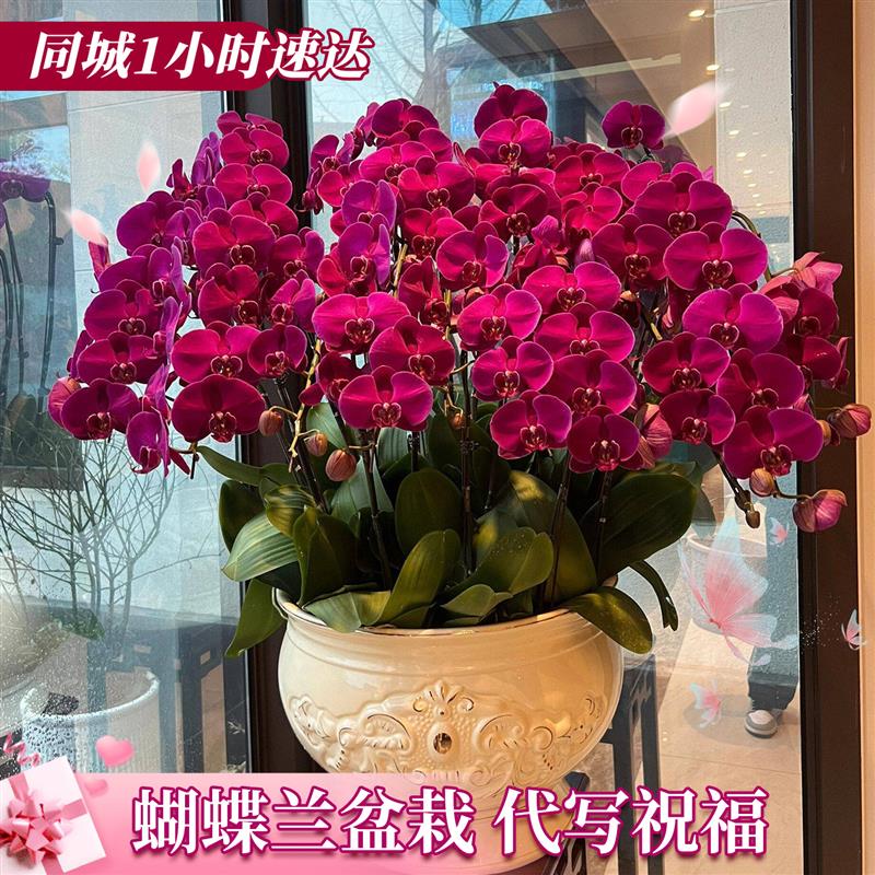 蝴蝶兰盆栽带真鲜花速递同城上海北京年宵花开业乔迁花卉广州成都