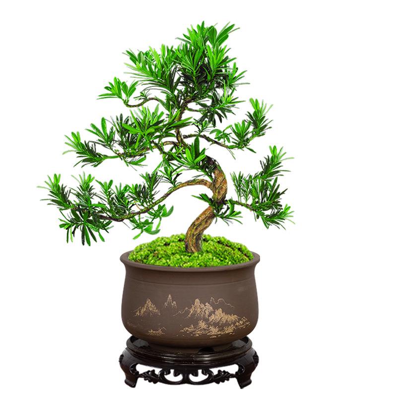 罗汉松盆景老桩植物盆栽雀舌树苗造型树室内花绿植桌面微景观好养