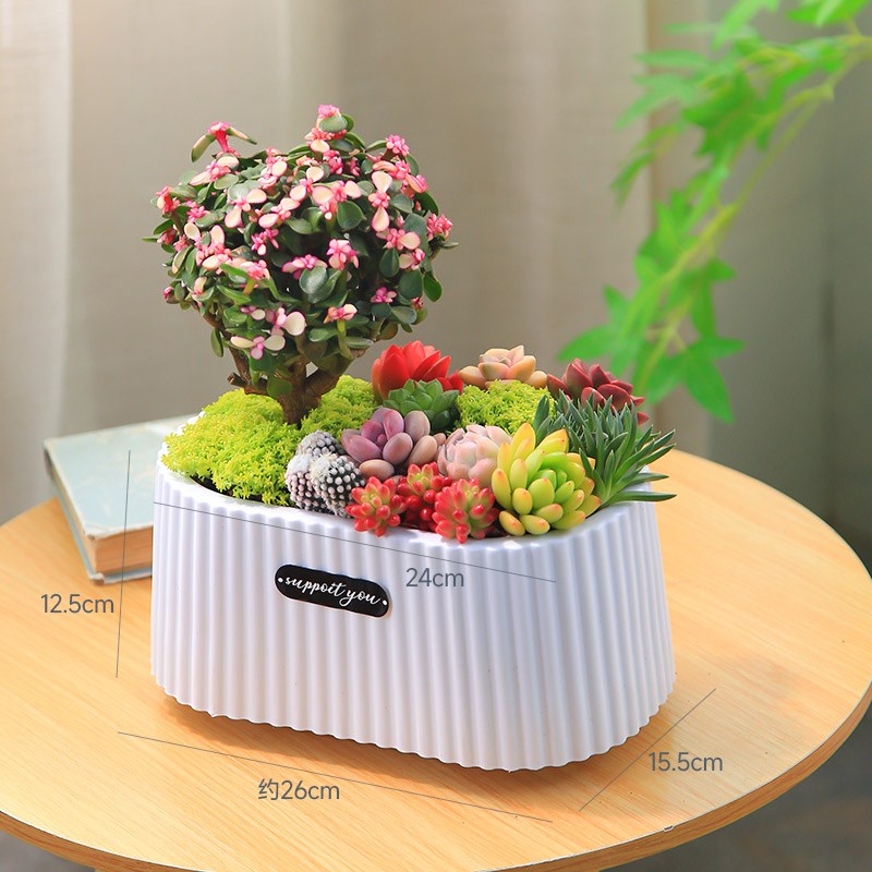 梦幻花园多肉植物盆栽室内绿植花卉桌面耐活创意新手好养含盆