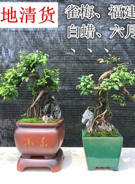 悬崖式盆景植物 悬崖福建茶榆树六月雪雀梅对节白蜡榔榆造型盆栽