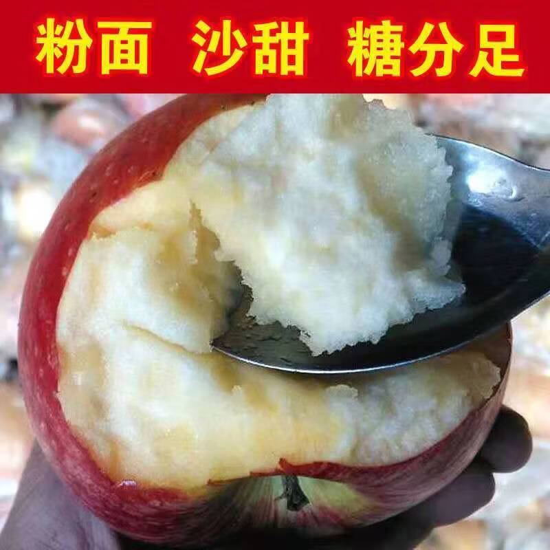 粉面沙甜糯秦冠苹果新鲜现摘当季水果老人婴儿辅食刮果泥吃非花牛