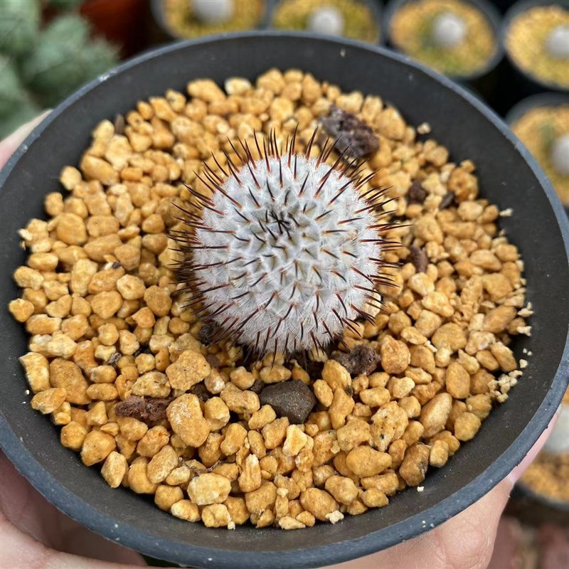 直刺佩雷仙人球自根仙人掌科乳突属开花植物进口稀有品种多肉盆栽