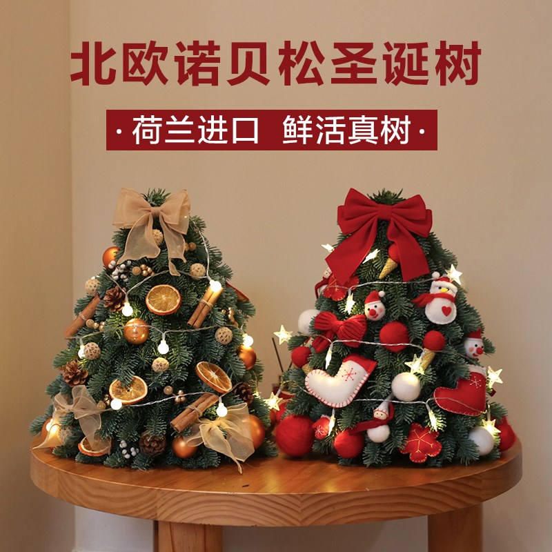 进口鲜活诺贝松圣诞树真树小型家用桌面迷你摆件圣诞节装饰品高档