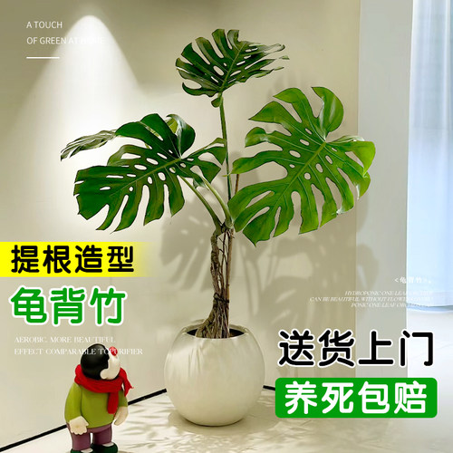 龟背竹客厅大盆栽老桩大叶植物室内客厅办公室落地大型真绿植好养