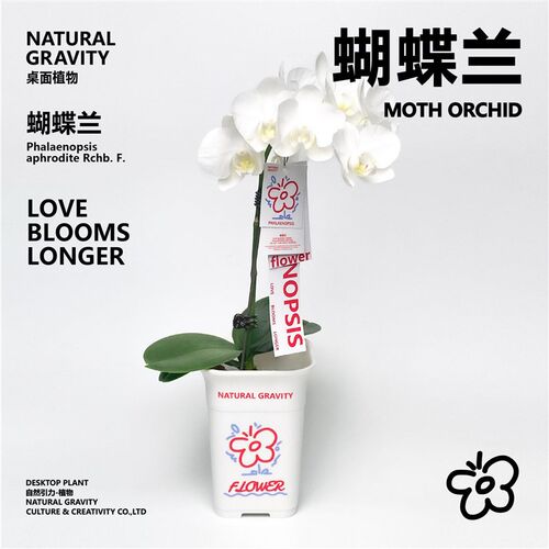 自然引力-蝴蝶兰盆栽带花苞绿植年宵花好养耐活花期长桌面摆件