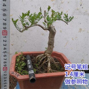 对节白蜡小盆景 微型盆景素材树苗 对接白蜡树桩盆景 子播苗包邮