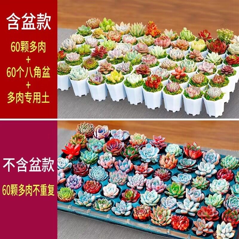 多肉植物室内小盆栽生石花玉露肉肉花卉桃蛋艾伦懒人绿植精品好养