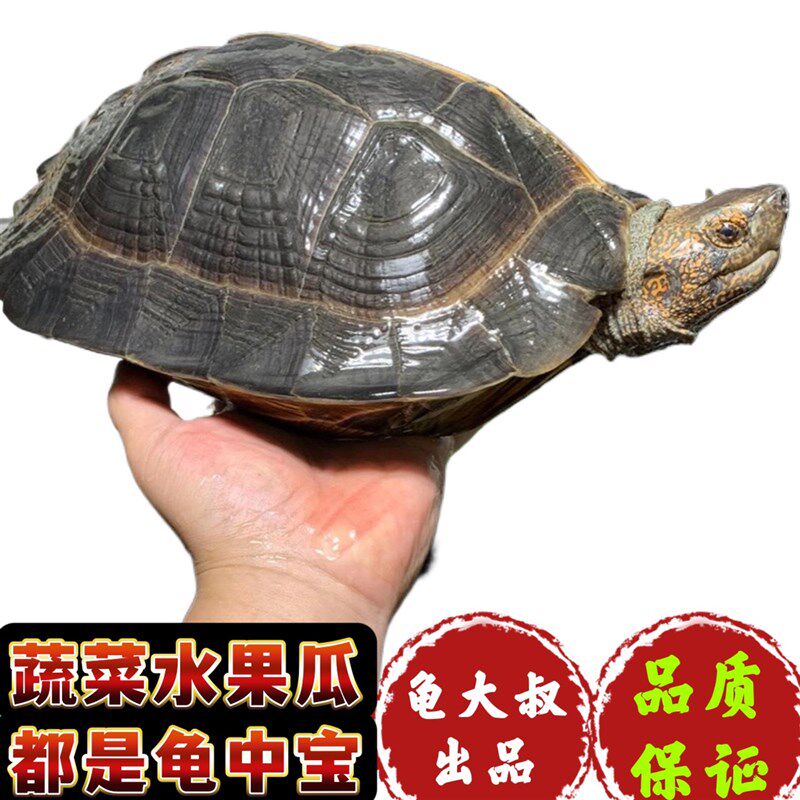 亚巨乌龟苗亚洲巨型龟亚巨种龟素食龟吃菜龟半水龟养龟半水陆地龟