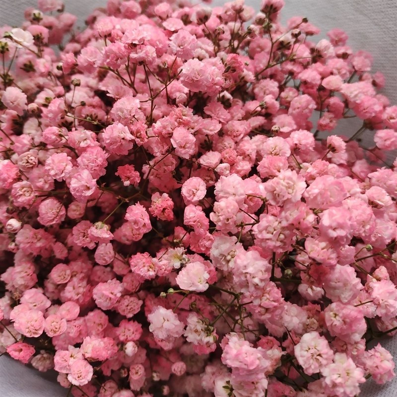 云南大束满天星干花花束长款含花瓶鲜花自然风干真花居家摆件装饰图片