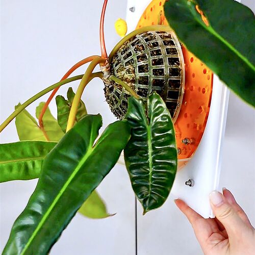 【大号套装】蝴蝶兰鹿角蕨植物上墙上板板植定植相框花盆墙面装饰