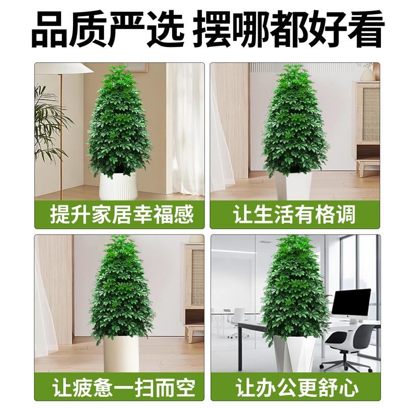 鸭脚木客厅大盆栽八方来财大型落地植物室内鸭掌木七叶莲绿植花卉