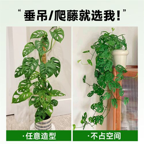 仙洞龟背竹盆栽爬藤植物室内好养四季观叶垂吊绿植适合懒人养的花