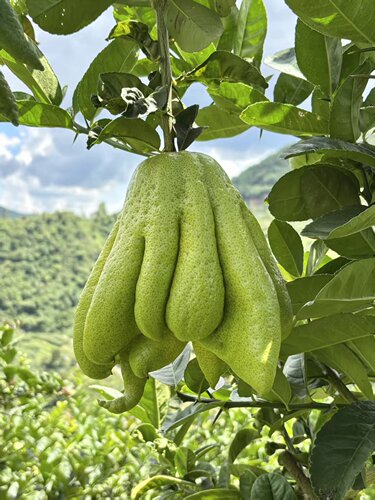 【晶洋-重磅福利】清供礼佛闻香观赏摆件高端花材云南佛手基地直2