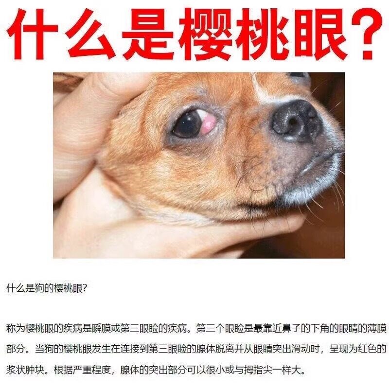 狗狗樱桃眼滴眼液第三眼睑增生腺体脱出眼睛发红猫狗眼药水眼息肉图片