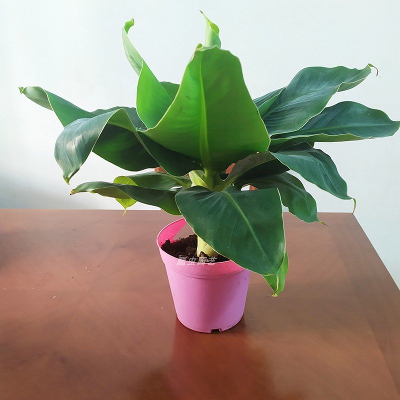 迷你株型香蕉 超矮卡文迪什盆栽  矮生香蕉盆栽室内阳台植物绿植图片