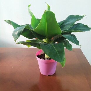 迷你株型香蕉 超矮卡文迪什盆栽  矮生香蕉盆栽室内阳台植物绿植