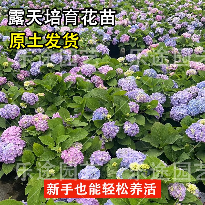 高档绣球花苗盆栽无尽夏大绣球花苗阳台庭院别墅花园耐寒花卉植物
