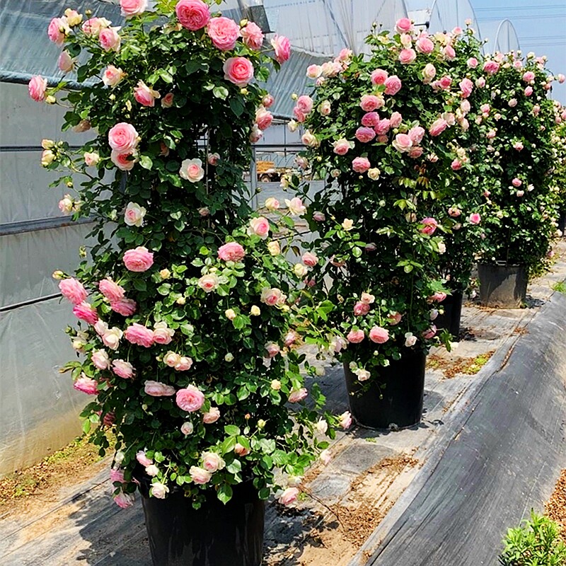 藤本龙沙宝石爬藤月季蔷薇花苗特大浓香四季开花别墅庭院玫瑰藤本
