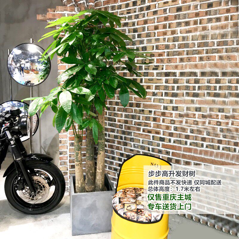步步高三杆大发财树盆栽办公室开业植物室内绿植同城配送乔迁送礼