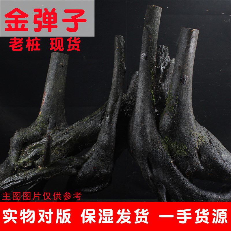 金弹子老桩树桩盆景室内绿植四季常青不落叶黑塔子金单子生桩素材