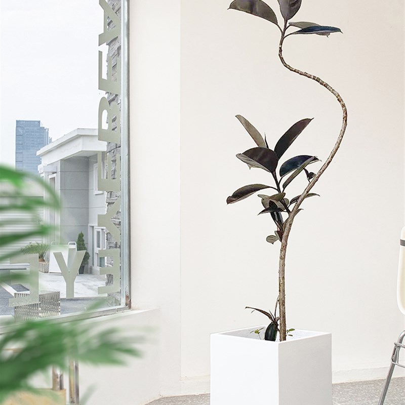 北京胡同黑金刚造型橡皮树盆栽北欧风大型室内植物吸甲醛绿植客厅