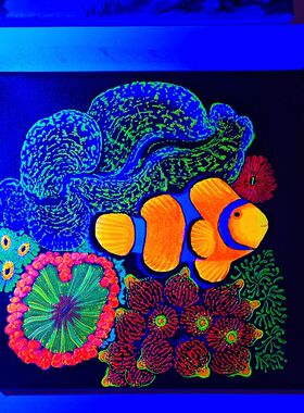 荧光画海缸装饰画海水鱼海洋生物30厘米方成品喜欢直拍