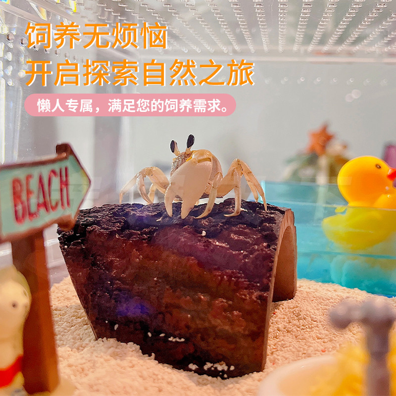 小沙蟹饲养套装陆生海水淡水观赏宠物蟹懒人混养寄居蟹包邮包活