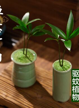 竹柏盆栽禅意绿植微型盆景造景摆件室内桌面办公室驱蚊植物好养活