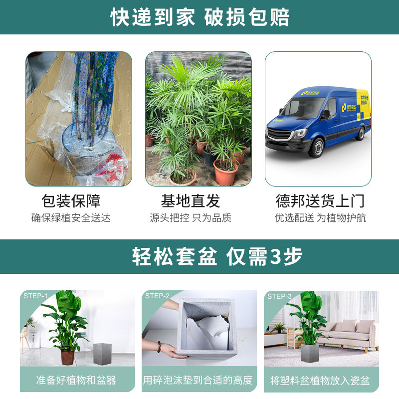 金钱树大盆栽植物室内客厅办公室前台新款落地大棵绿植乔迁开业