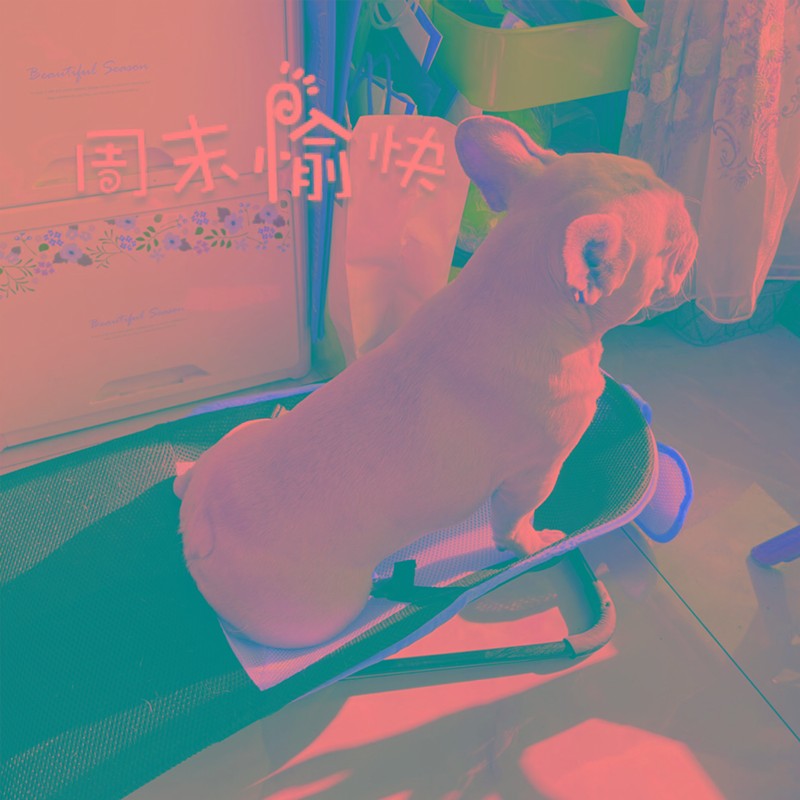 宠物躺椅摇摇椅小型犬狗狗椅子泰迪小摇椅狗摇床弹簧床摇椅摇摇床
