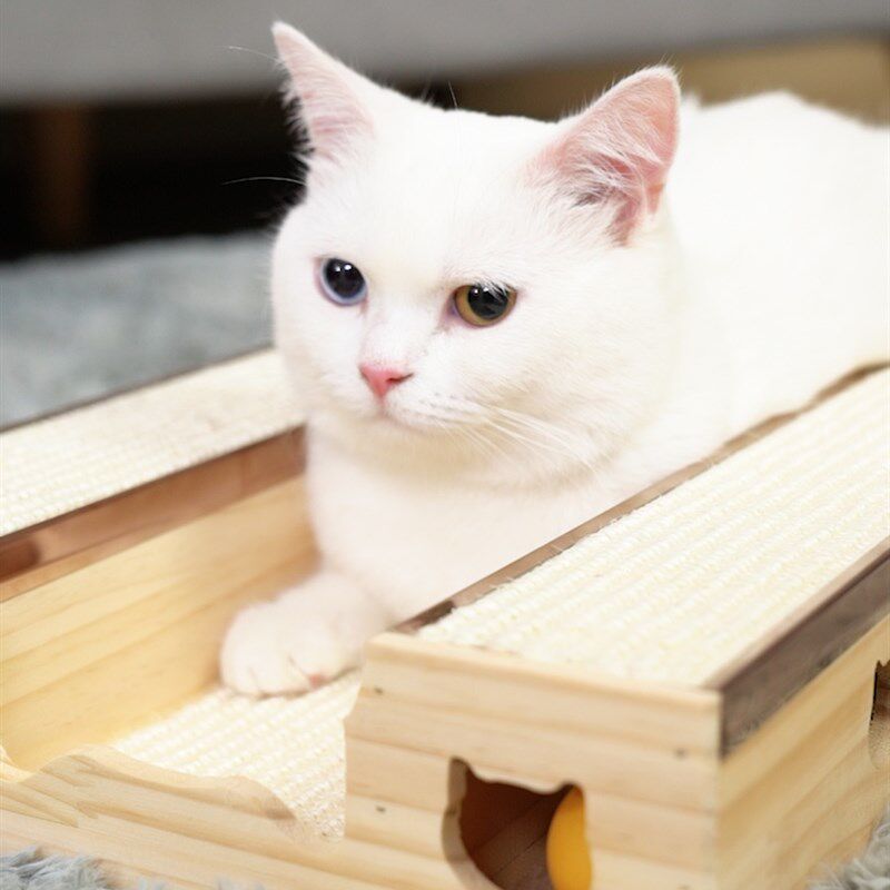 配猫神器矮脚猫配种木架工具增高踏板母猫侧躺借配辅助
