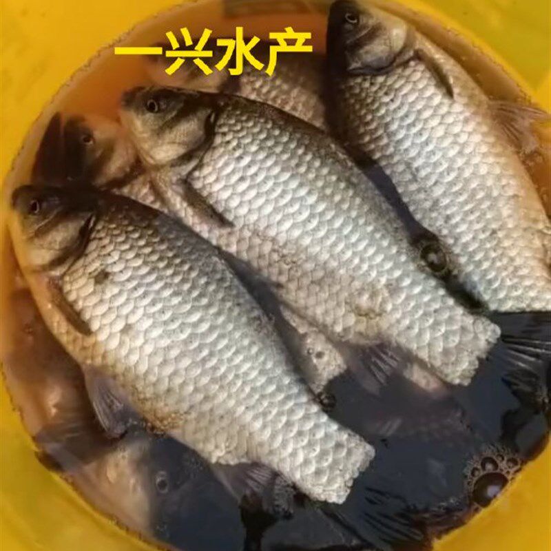 中科三号鲫鱼苗 中科五号鲫鱼苗 快大鲫鱼苗 杂交大白鲫 异育银鲫