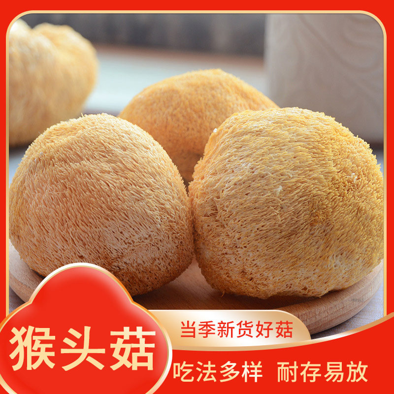 猴头菇 农家种植猴头菇饱满厚实煲汤鲜味美菌菇脱水食材