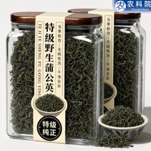农科院蒲公英正品特级野生中药材整根蒲公英茶官方旗舰店白梅花金