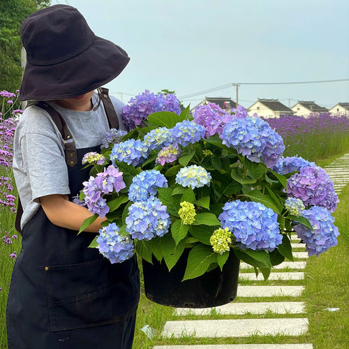 多花无尽夏绣球花苗盆栽带花苞红宝石绣球苗带花苞镜庭院花园植物