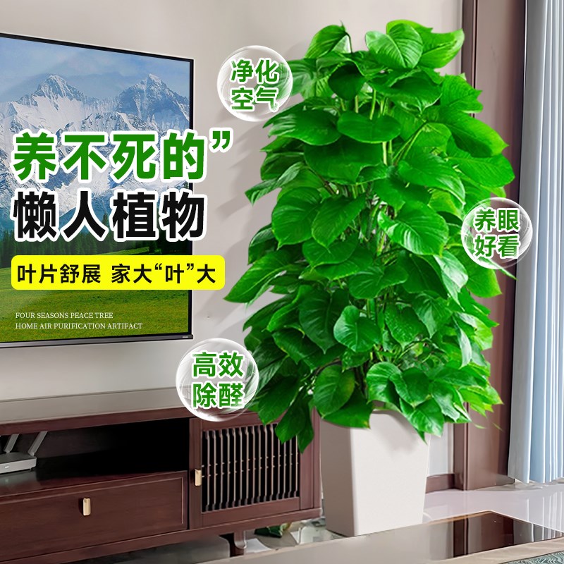 大叶绿萝柱绿植室内大型客厅大盆栽大号绿箩耐阴好养活办公室植物
