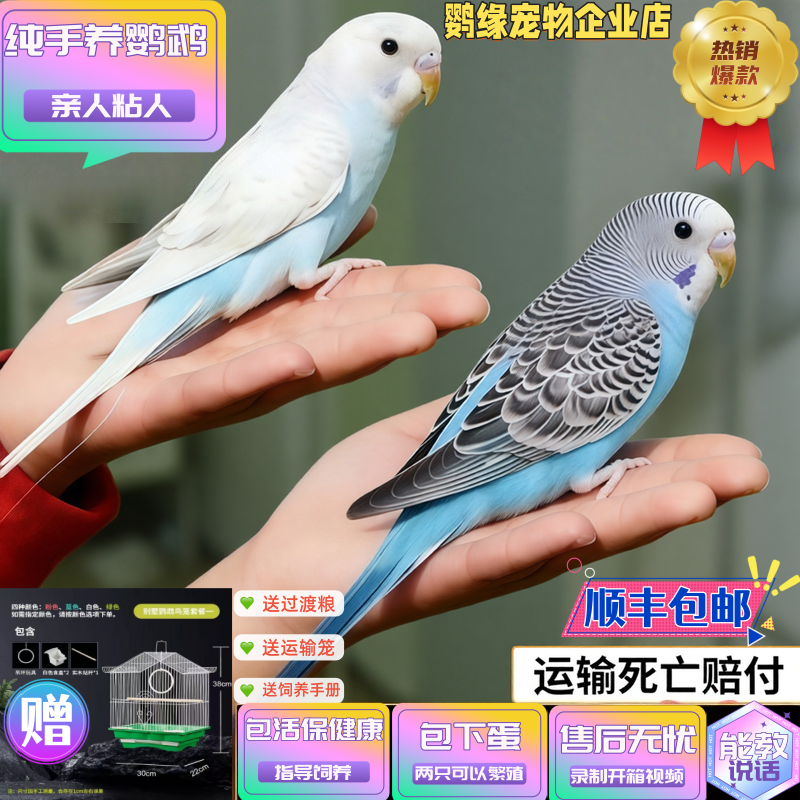纯手养 能说话人工繁育虎皮鹦鹉亲人粘人观赏宠物鸟 健康幼鸟鸟笼