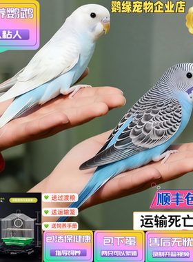手养虎皮鹦鹉幼鸟会说话亲人粘人