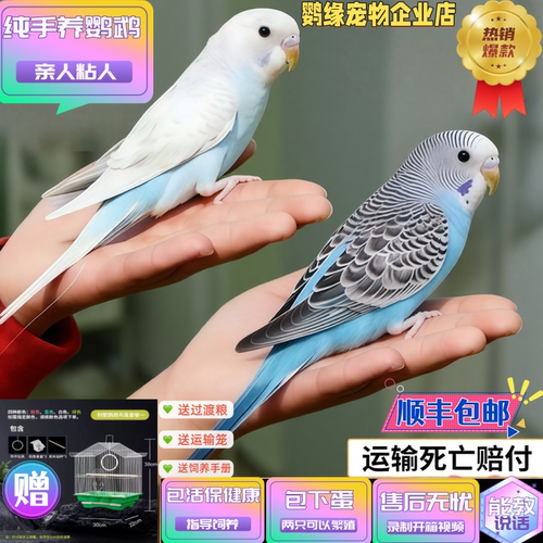 手养虎皮鹦鹉幼鸟会说话亲人粘人
