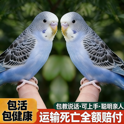纯手养 能说话人工繁育虎皮鹦鹉亲人粘人观赏宠物 健康幼鸟健康